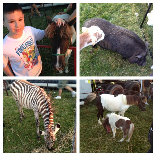Petting zoo 